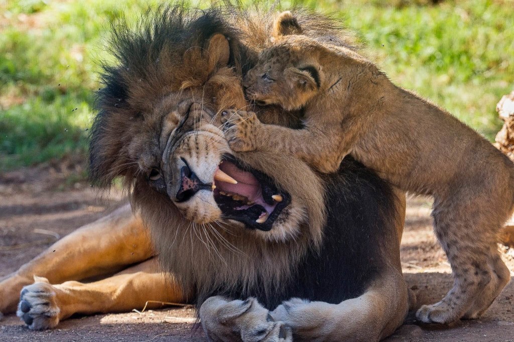 Animals with Cubs