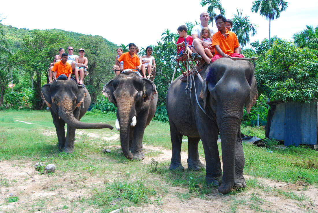 Elephant Safari
