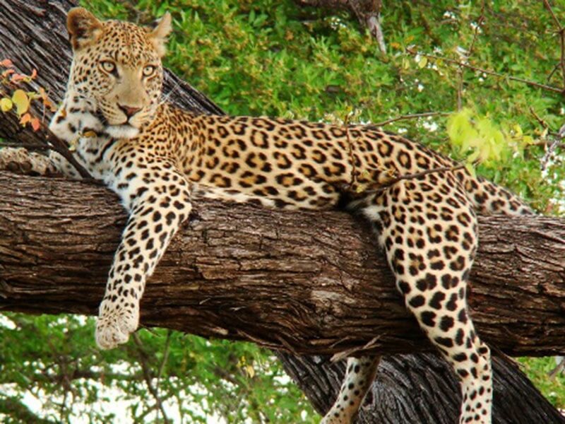 Bhagwan Mahavir Wildlife Sanctuary