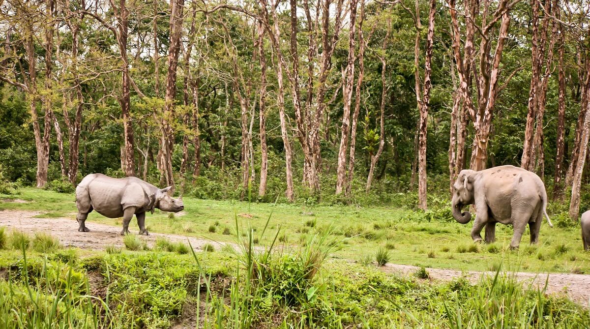 Jaldapara Wildlife Sanctuary