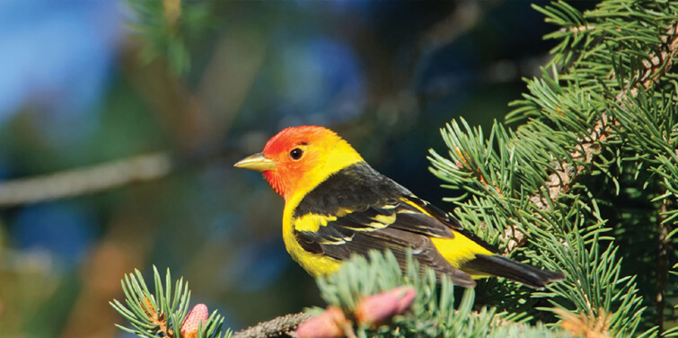 Corbett National Park Birds