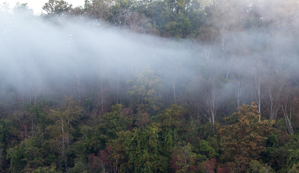 Dhikala Valley Corbett