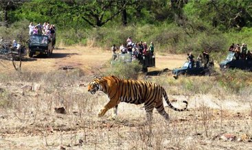 16 Days India Wildlife & Culture Tours