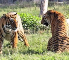 tiger reserves