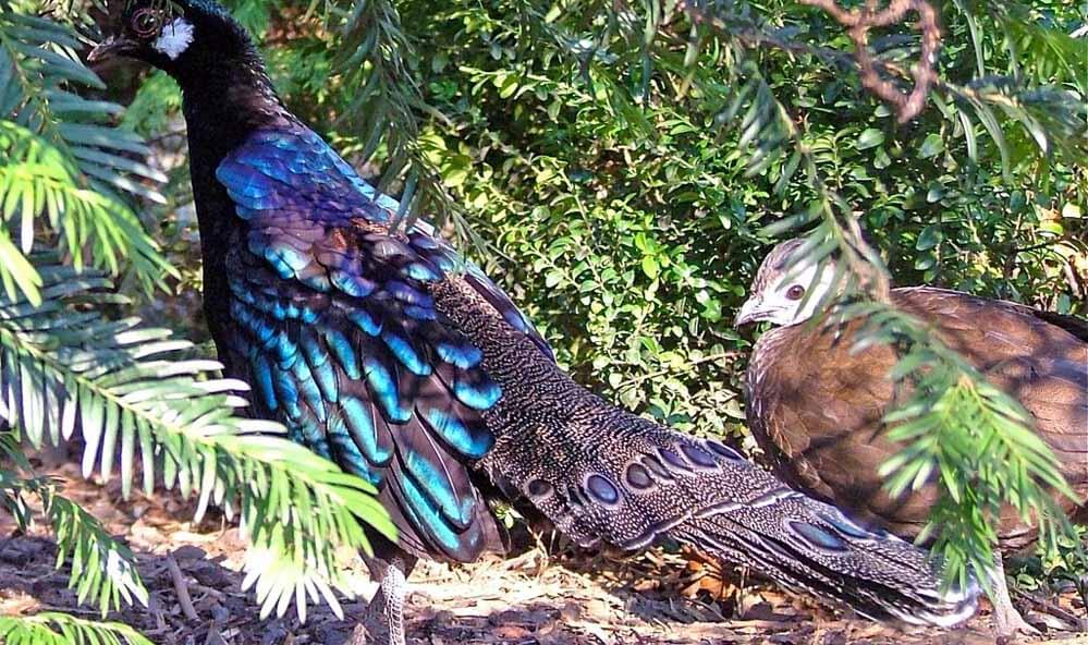 Nokrek National Park Meghalaya