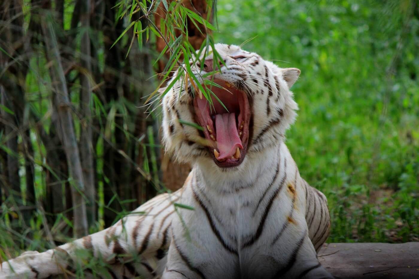 Bannerghatta National Park