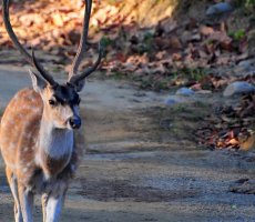 Jim Corbett Jim Corbett