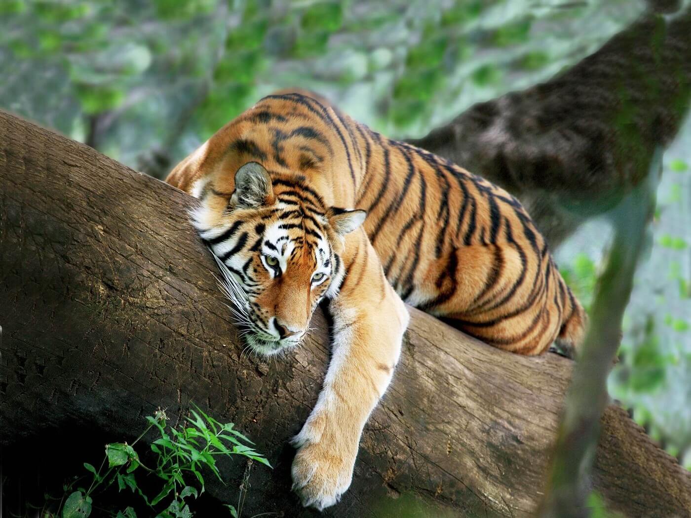 Kudremukh National Park