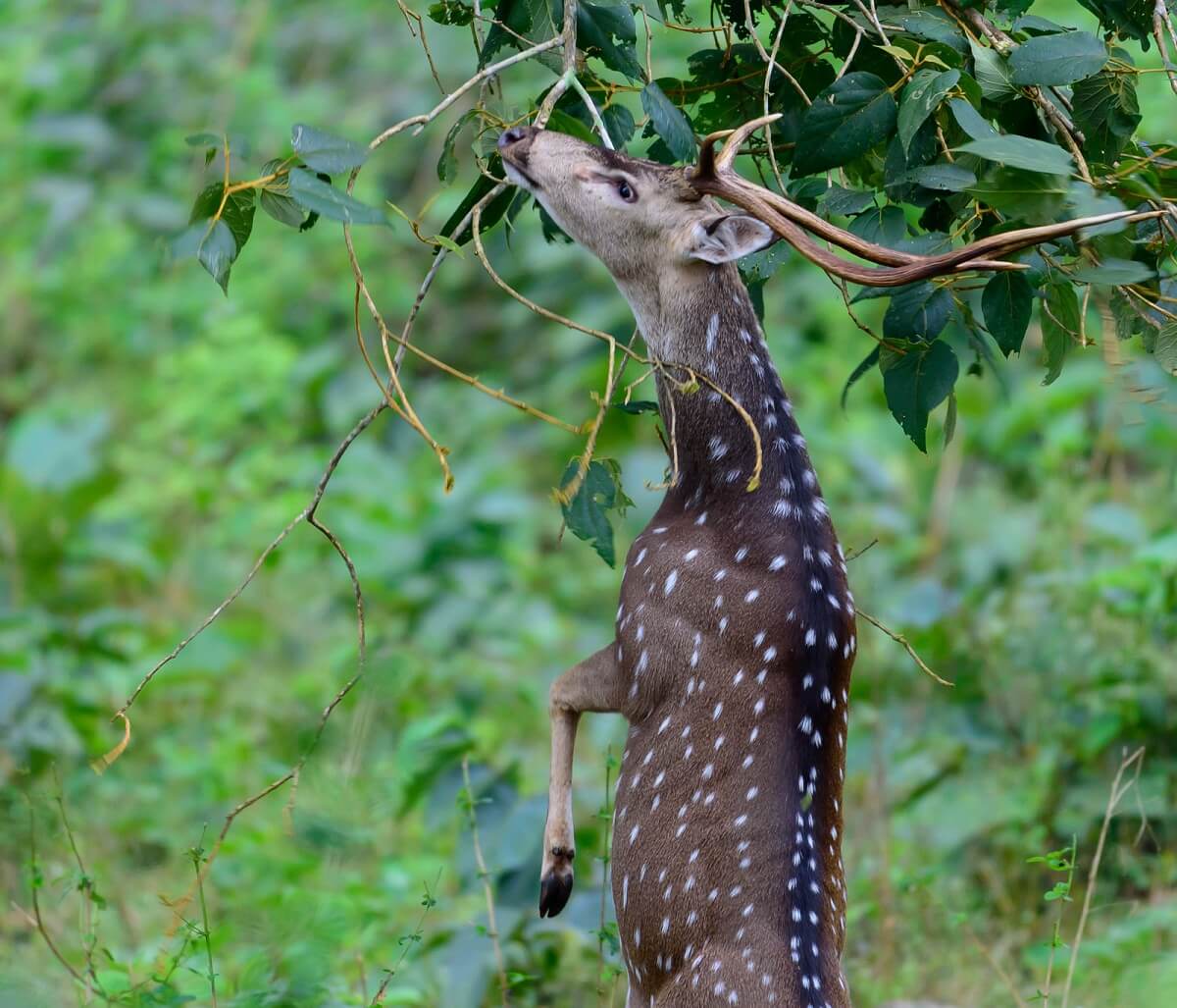 Nagarhole National Parkk
