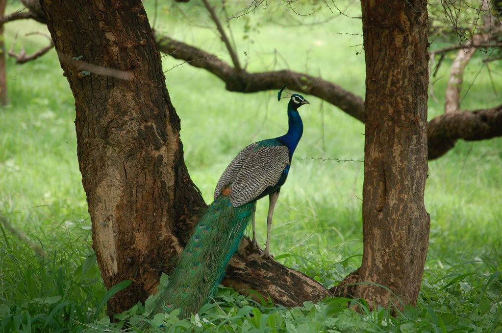 Sariska National Park