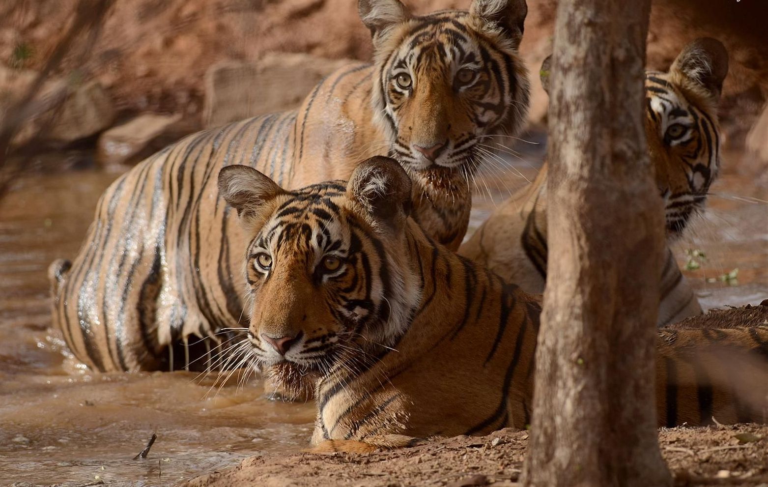 Ranthambore National Park