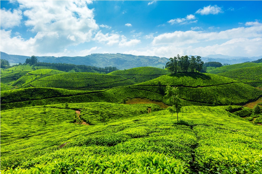 Munnar Tea Plantations