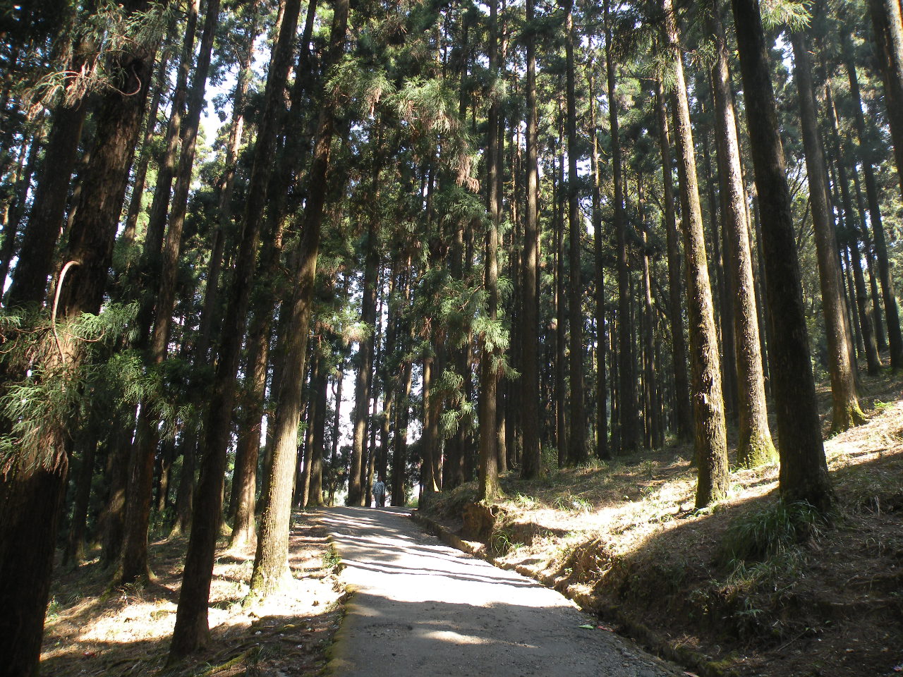 dow-hill-kurseong