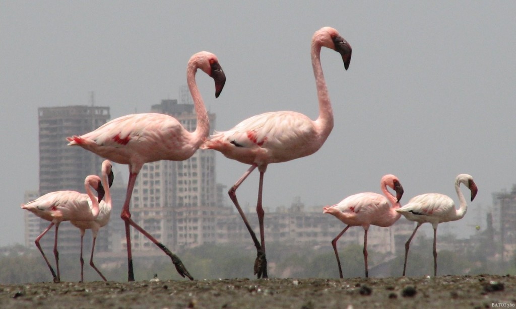 Flamingos in Mumbai