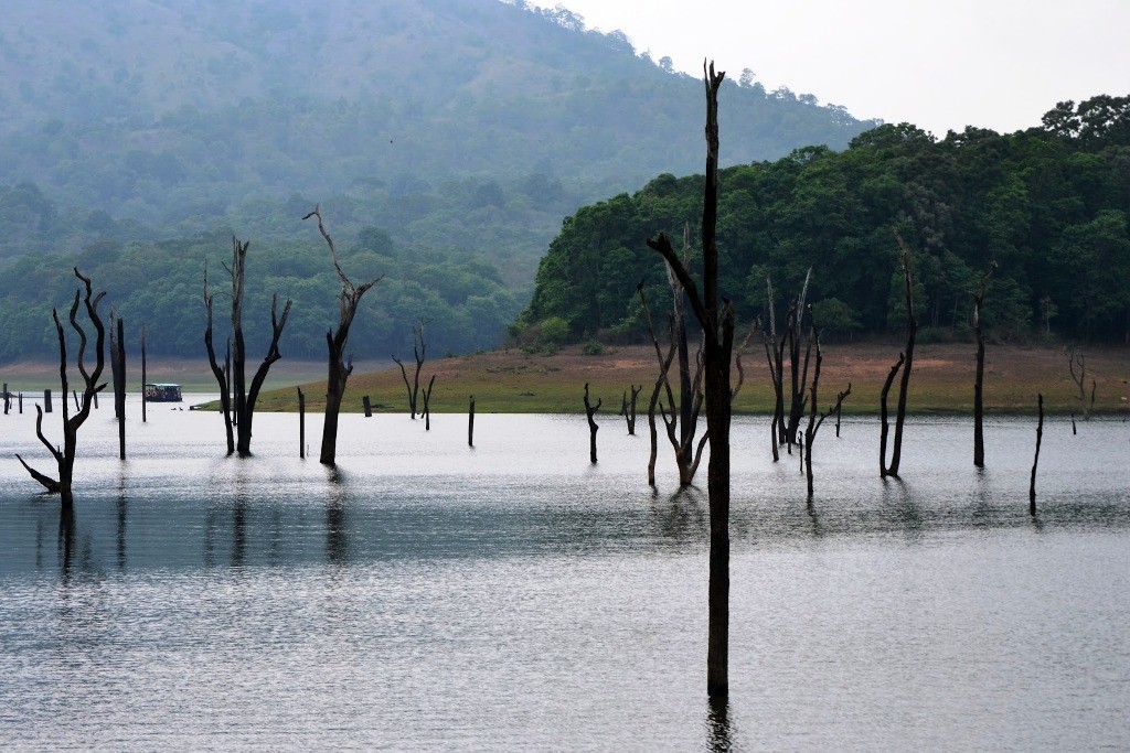 submerged trees periyar