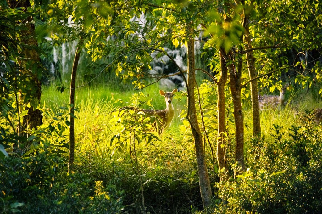 Sundarbans