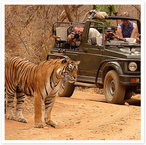 day-4-ranthambhore