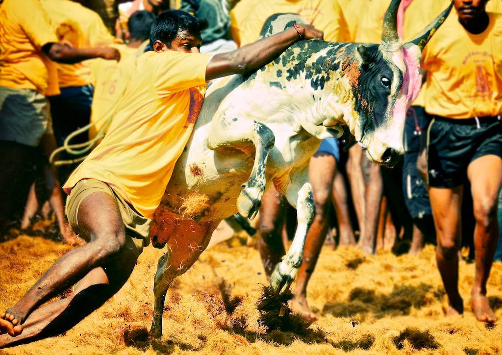 Jallikattu, Madurai