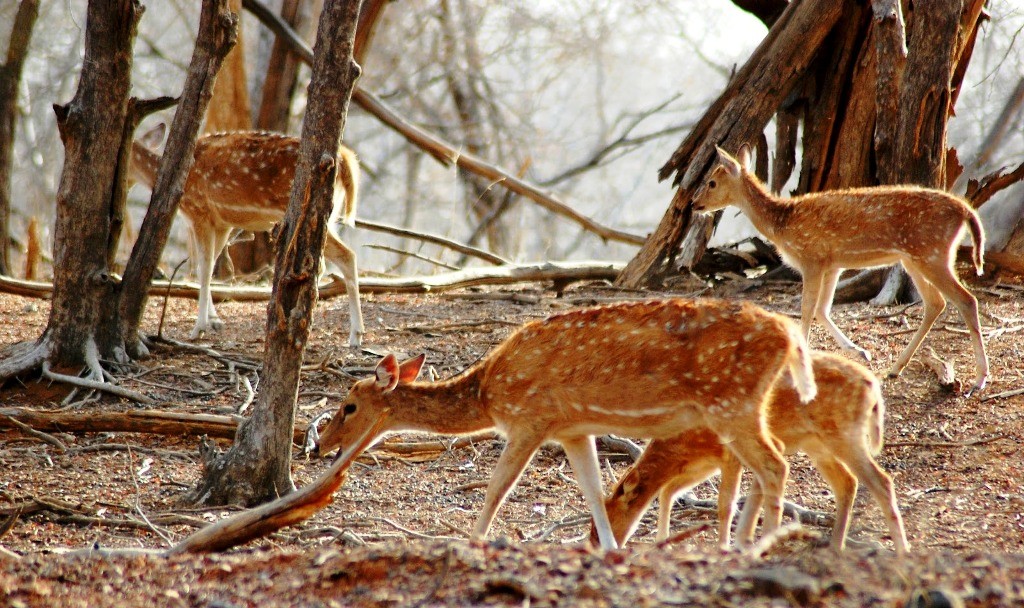 Mount Abu Wildlife Sanctuary