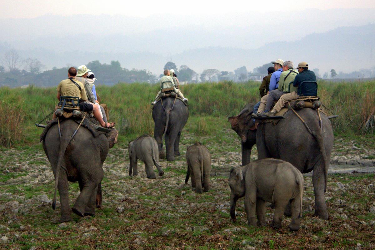 Kaziranga National Park