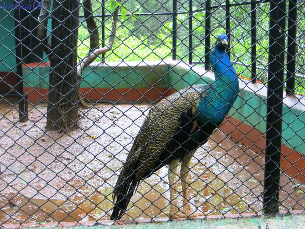 Bondla Wildlife Sanctuary