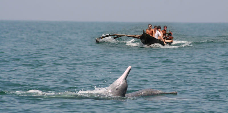 Dolphin Goa