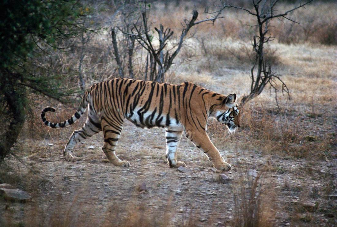 Ranthambore National Park Rajasthan
