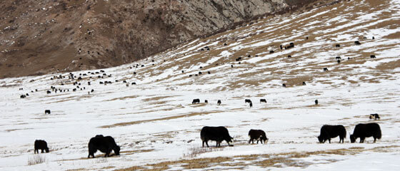 Flaura and Fauna Tibet
