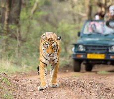 8 Days - Golden Triangle with Ranthambore Tour