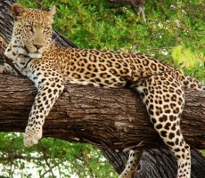 Bhagwan Mahavir Wildlife Sanctuary Bhagwan Mahavir Wildlife Sanctuary