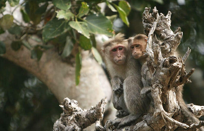 Bandipur National Park Monkeys