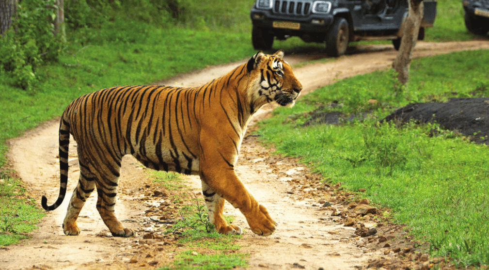 Bandipur National Park Tiger Reserve