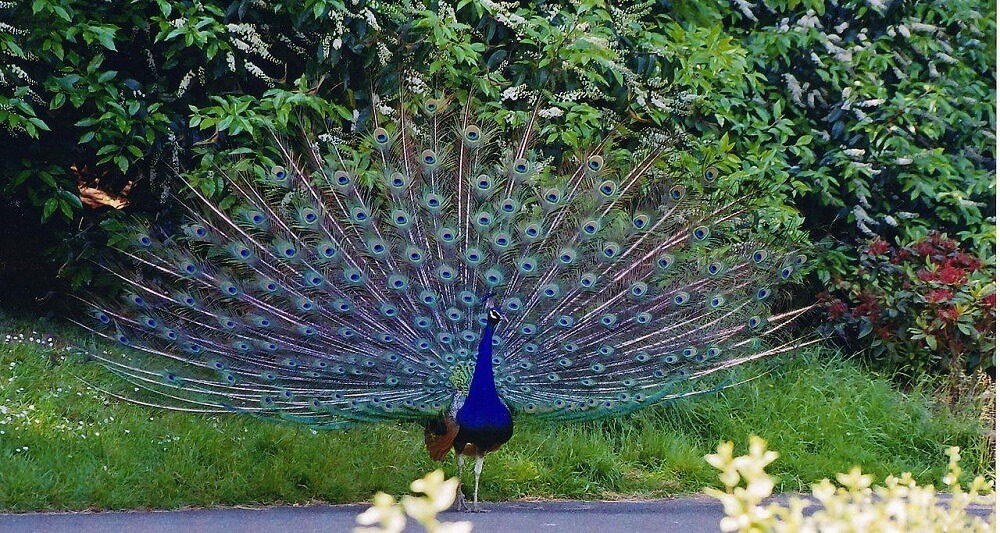 Mandagadde Bird Sanctuary, Thirthahalli Karnataka