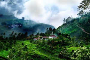 Munnar During Rainy Season