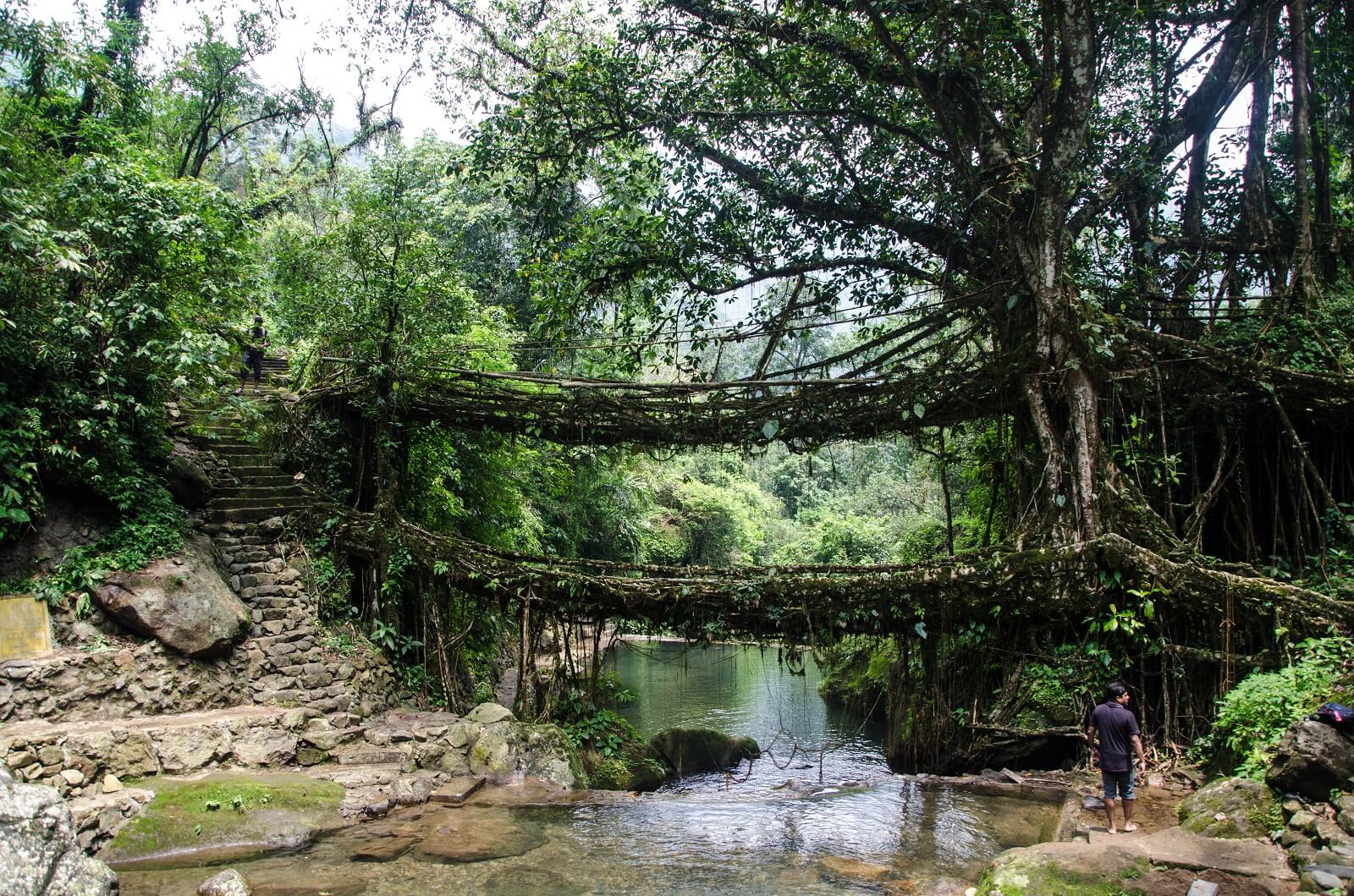Living Bridge of Root, Meghalaya