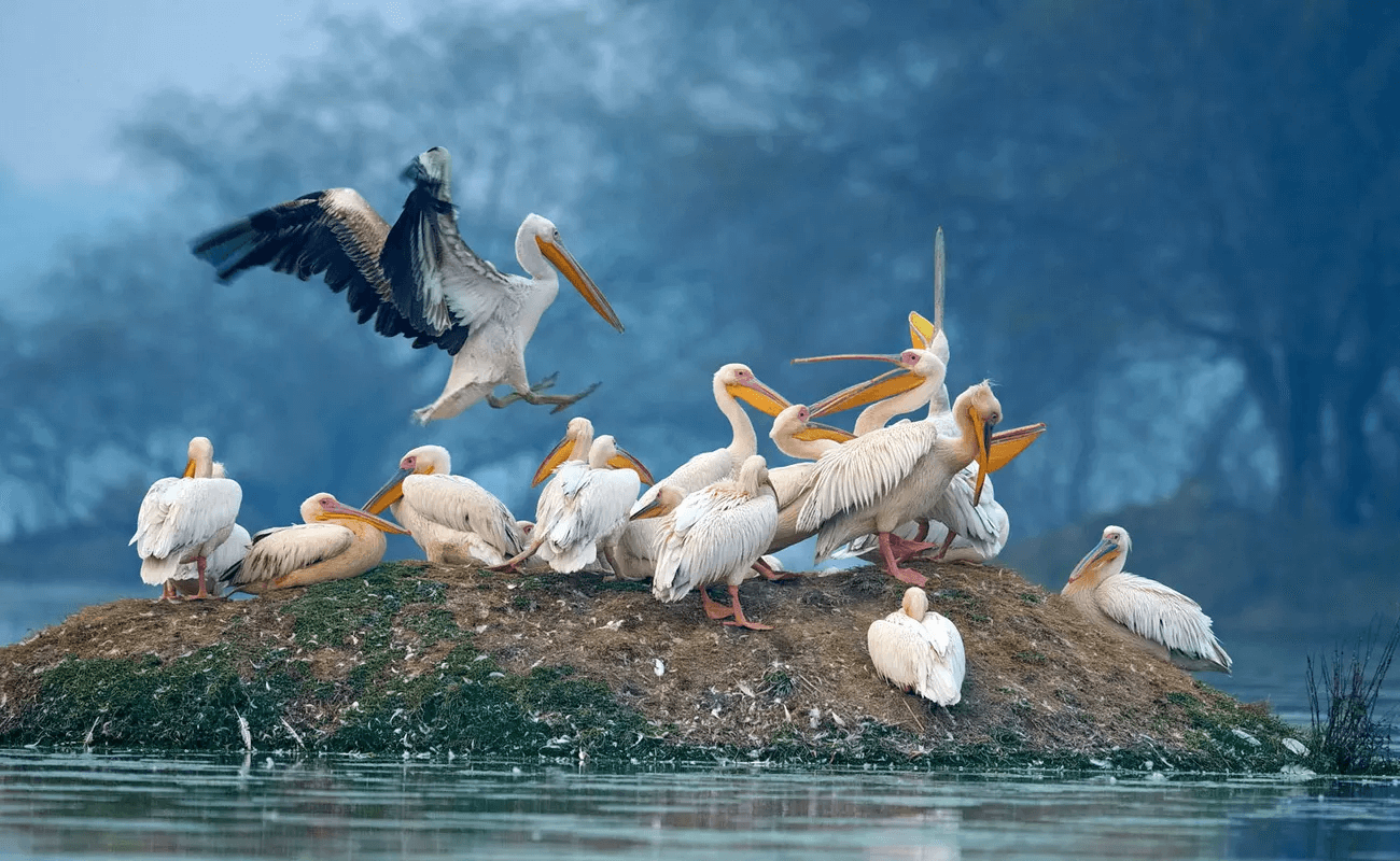 Bharatpur Bird Sanctuary