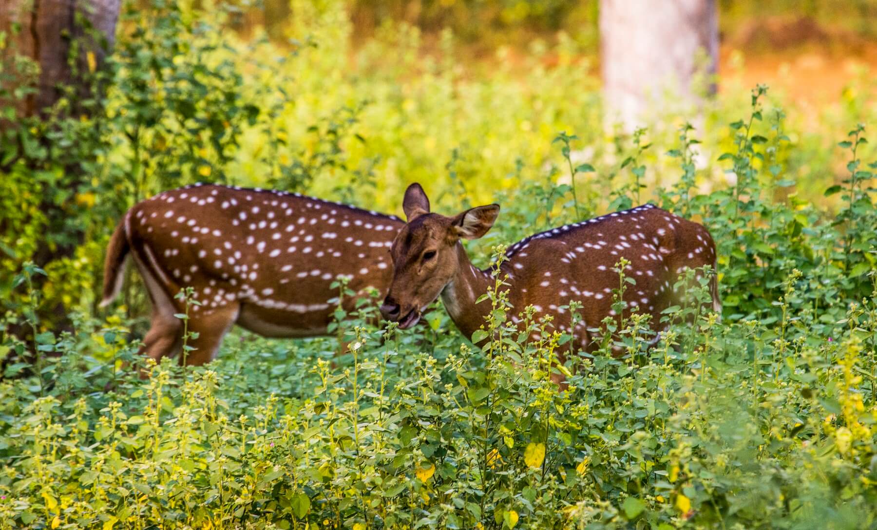 Vandaloor Zoo, Chennai