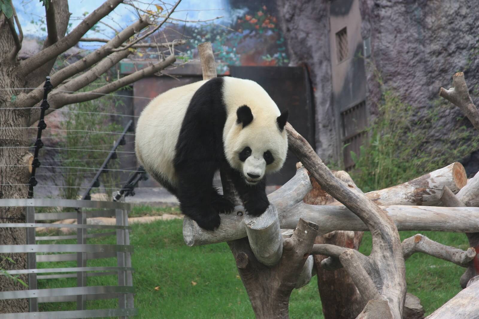 Pandas at SeacPai Van Park, Macau