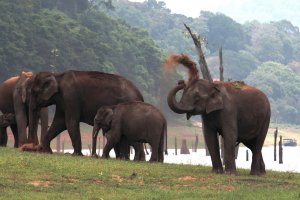 Periyar National Park