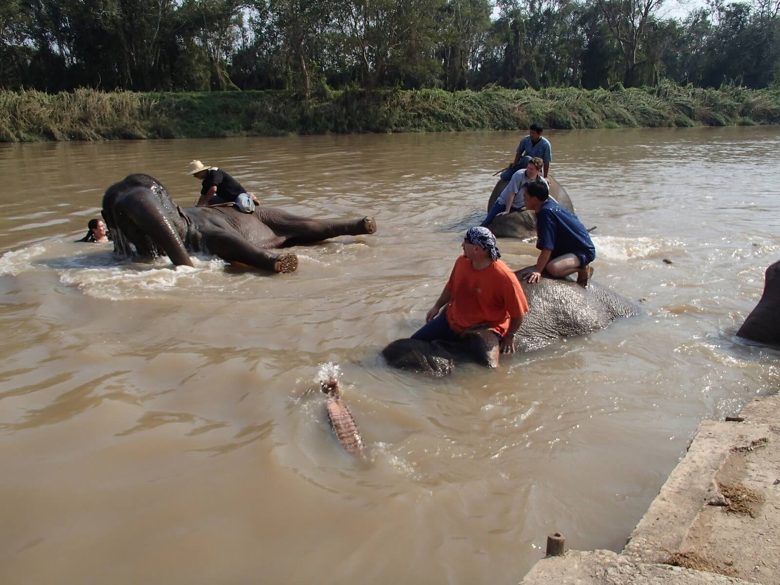 Playing with elephants at Anantara Golden triangle, Thailand