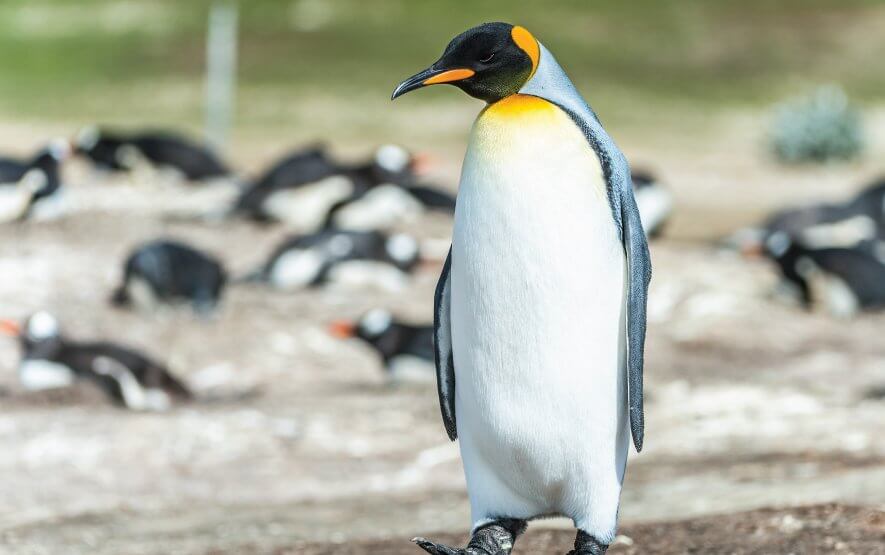 Hokkaido Bird Watching