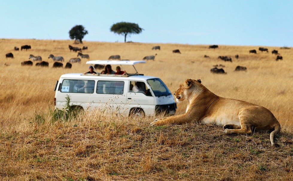 Kenya Wildlife Safari