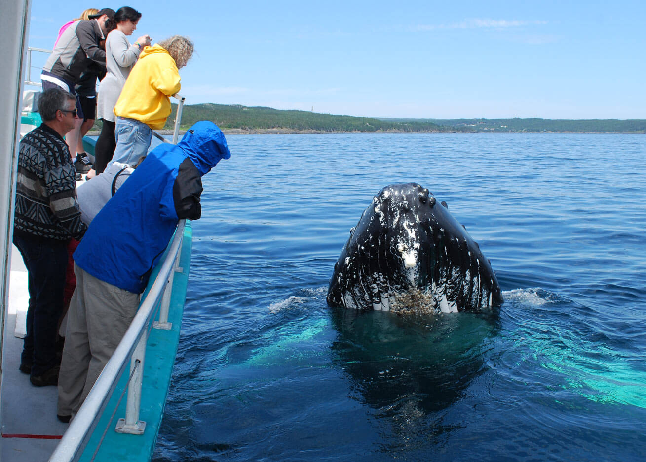 Newfoundland Whale Watching
