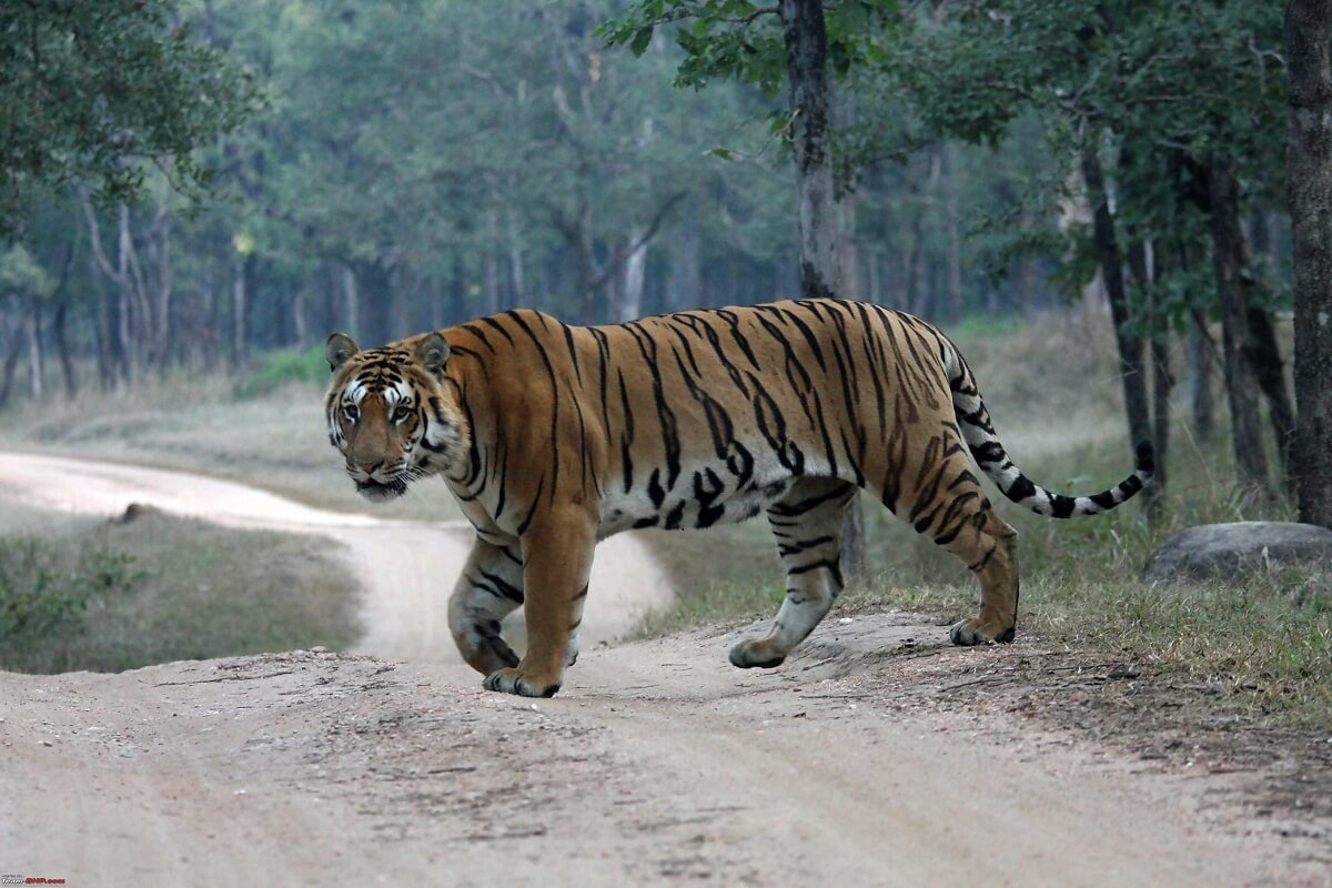 Shukla Phanta Wildlife Reserve