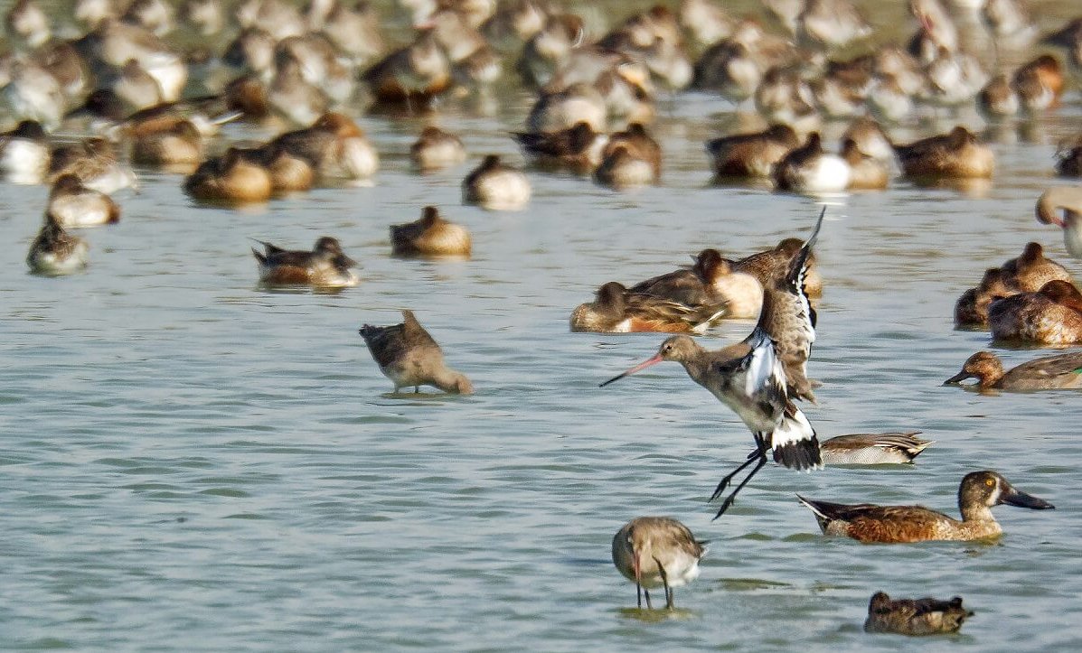 Surajpur Bird Sanctuary