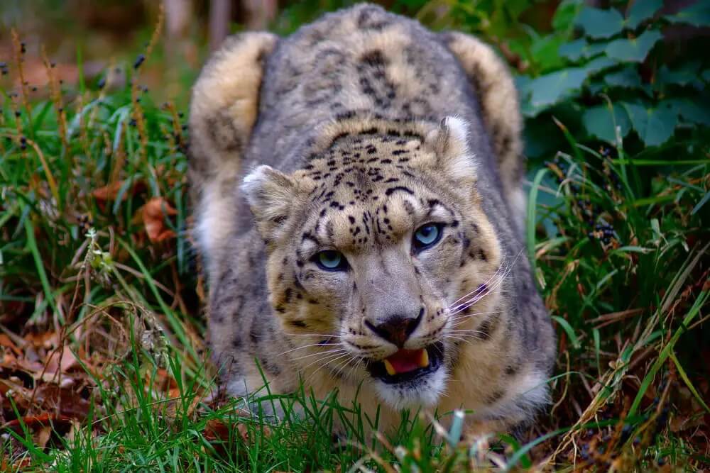 Great Himalayan National Park