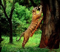 16 Days - South India Wildlife 