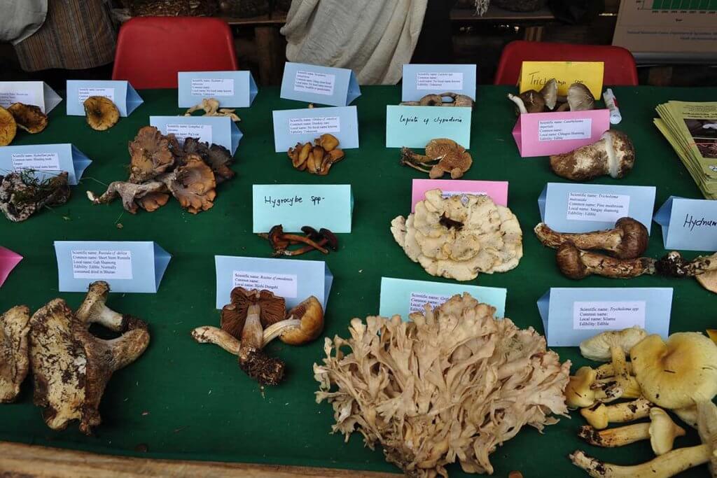 Matsutake Festival, Bhutan