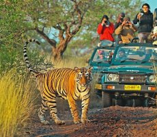 Things to do at Ranthambore National Park jeep safari