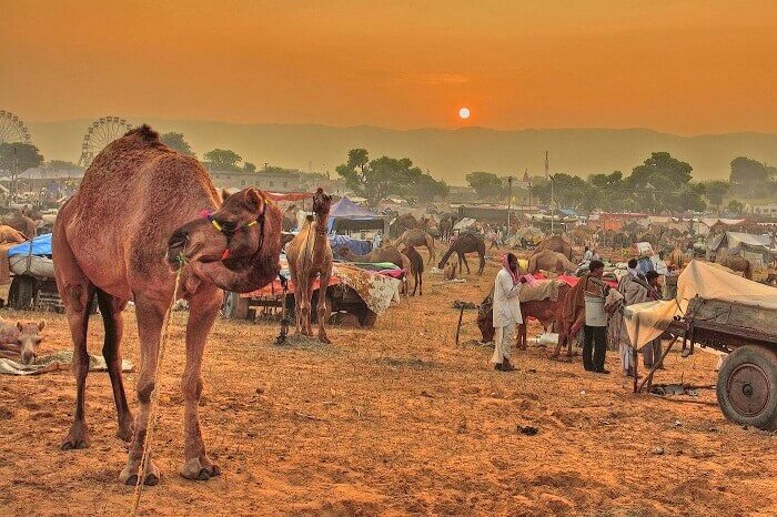 Camel Trading Bikaner Festival